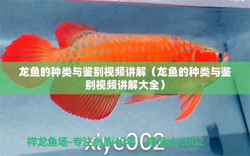 龍魚(yú)的種類(lèi)與鑒別視頻講解（龍魚(yú)的種類(lèi)與鑒別視頻講解大全） 龍魚(yú)疾病與治療