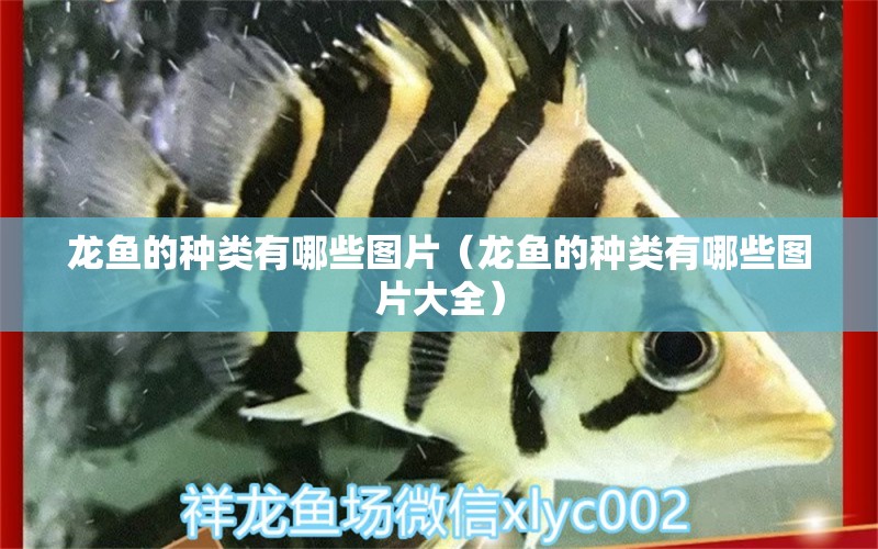 龍魚的種類有哪些圖片（龍魚的種類有哪些圖片大全）