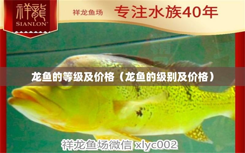 龍魚的等級及價格（龍魚的級別及價格） 龍魚疾病與治療