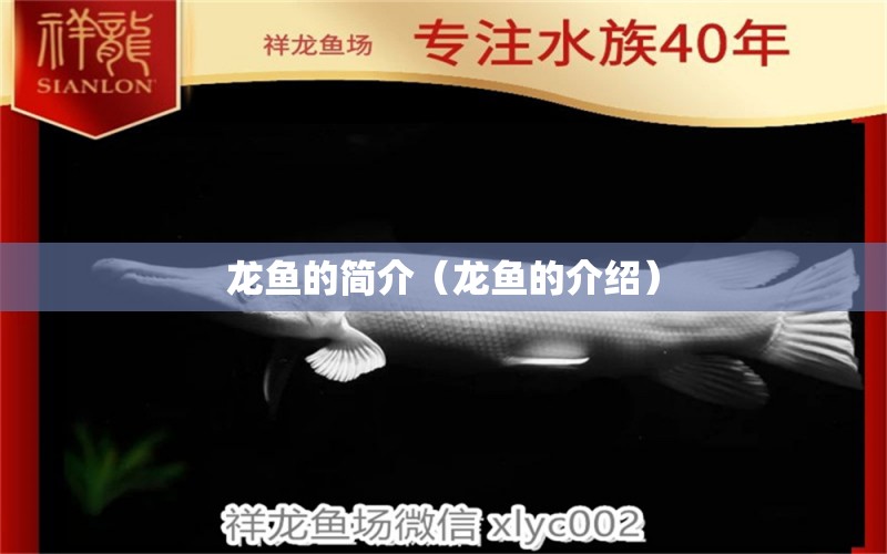 龍魚的簡(jiǎn)介（龍魚的介紹） 祥龍水族醫(yī)院