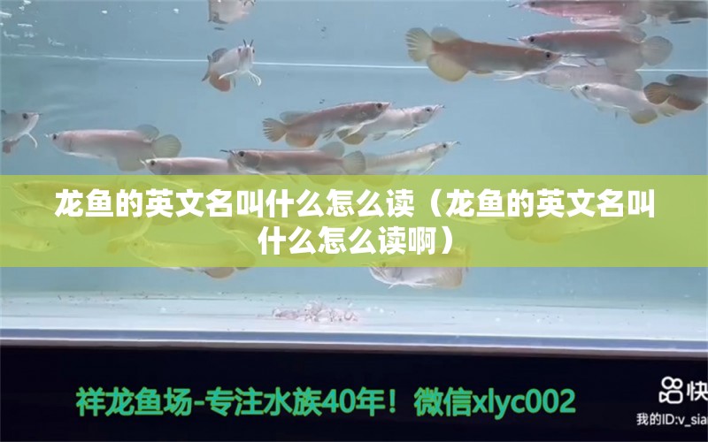 龍魚的英文名叫什么怎么讀（龍魚的英文名叫什么怎么讀?。? title=