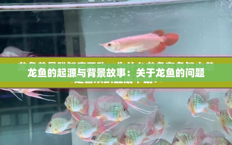 龍魚的起源與背景故事：關(guān)于龍魚的問題 水族問答 第1張