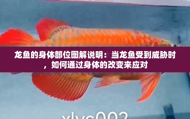 龍魚的身體部位圖解說明：當龍魚受到威脅時，如何通過身體的改變來應(yīng)對 水族問答 第1張