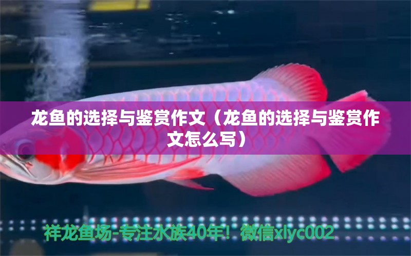 龍魚的選擇與鑒賞作文（龍魚的選擇與鑒賞作文怎么寫） 龍魚疾病與治療