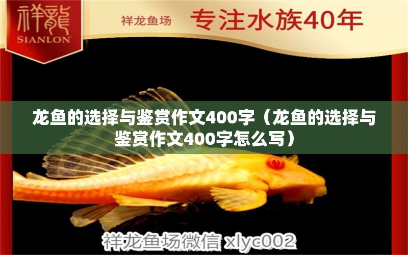 龍魚的選擇與鑒賞作文400字（龍魚的選擇與鑒賞作文400字怎么寫）