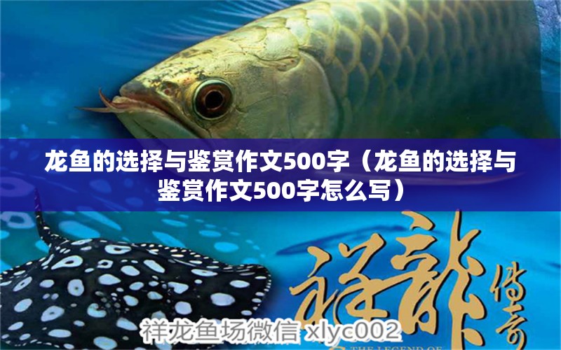 龍魚的選擇與鑒賞作文500字（龍魚的選擇與鑒賞作文500字怎么寫） 龍魚疾病與治療