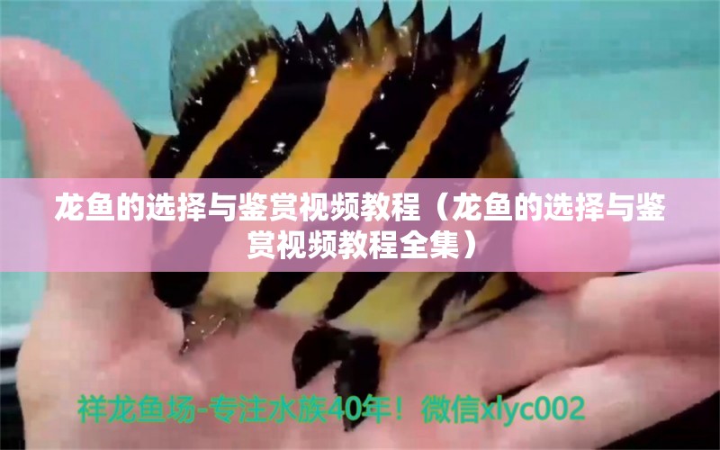 龍魚(yú)的選擇與鑒賞視頻教程（龍魚(yú)的選擇與鑒賞視頻教程全集）