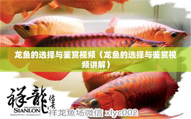 龍魚的選擇與鑒賞視頻（龍魚的選擇與鑒賞視頻講解）