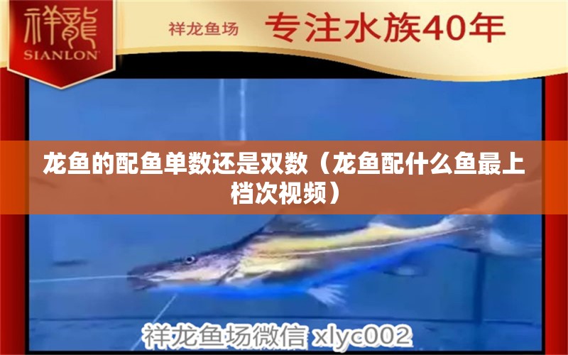 龍魚的配魚單數(shù)還是雙數(shù)（龍魚配什么魚最上檔次視頻）