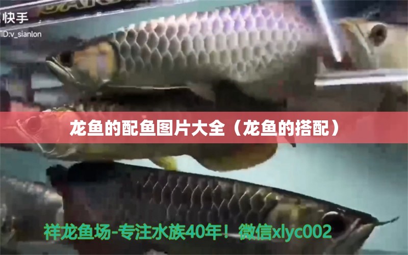 龍魚(yú)的配魚(yú)圖片大全（龍魚(yú)的搭配）