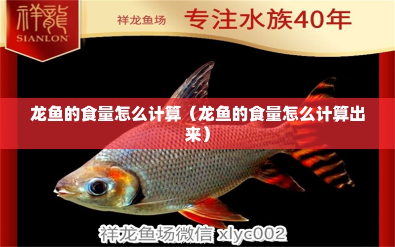 龍魚的食量怎么計(jì)算（龍魚的食量怎么計(jì)算出來）