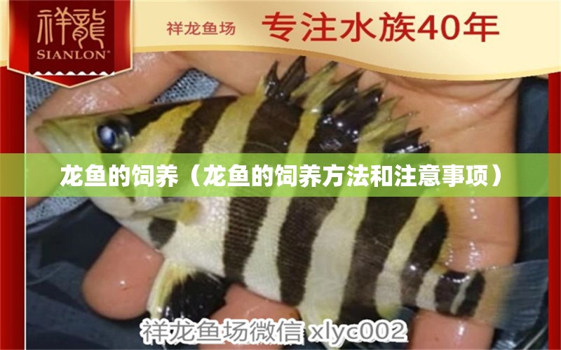 龍魚的飼養(yǎng)（龍魚的飼養(yǎng)方法和注意事項(xiàng)）