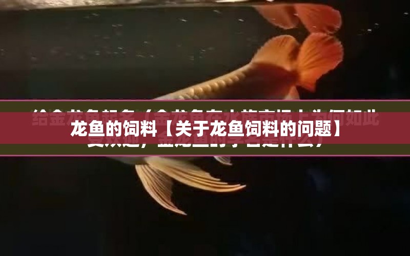 龍魚的飼料【關(guān)于龍魚飼料的問題】 水族問答 第1張