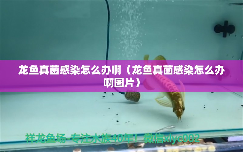 龍魚(yú)真菌感染怎么辦?。堲~(yú)真菌感染怎么辦啊圖片） 龍魚(yú)疾病與治療