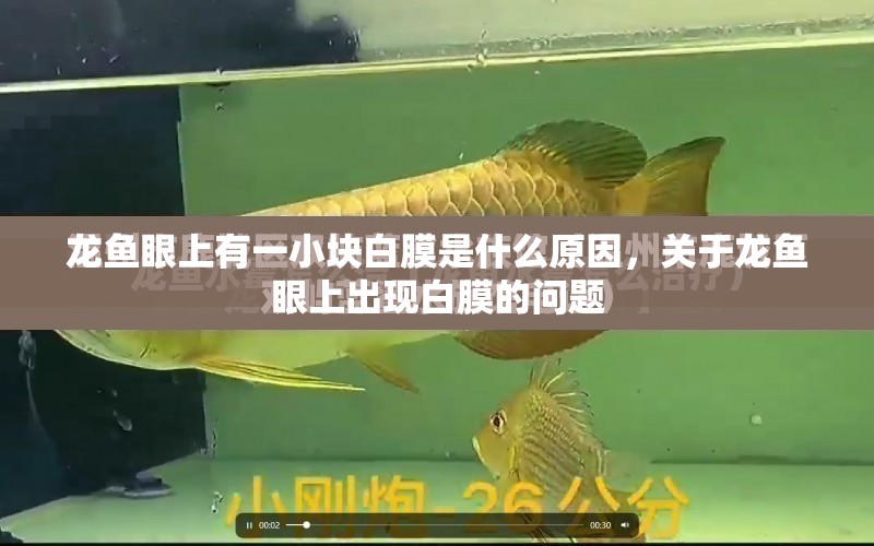 龍魚眼上有一小塊白膜是什么原因，關(guān)于龍魚眼上出現(xiàn)白膜的問題 水族問答