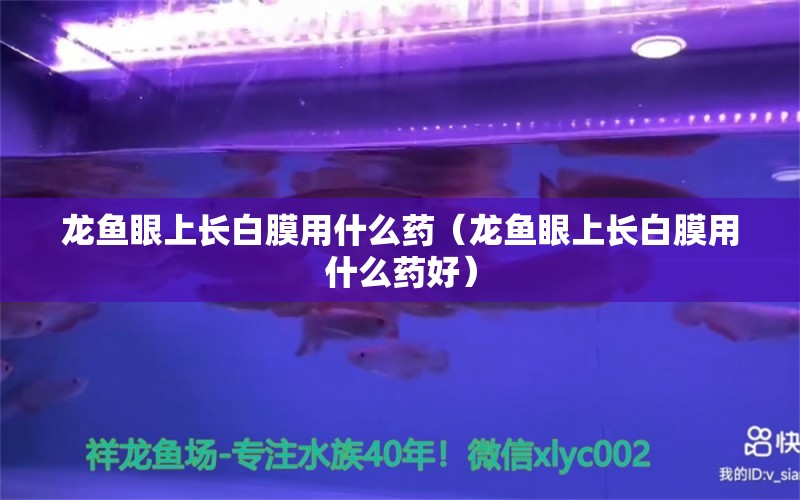 龍魚眼上長白膜用什么藥（龍魚眼上長白膜用什么藥好） 祥龍魚場