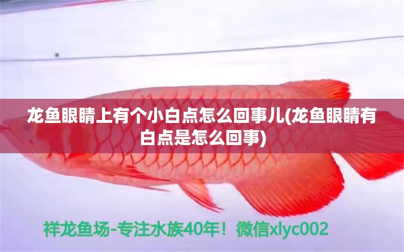 龍魚眼睛上有個小白點怎么回事兒(龍魚眼睛有白點是怎么回事) 觀賞蝦蟹等飼料