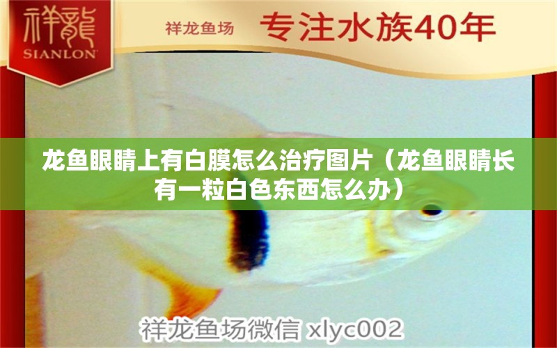 龍魚眼睛上有白膜怎么治療圖片（龍魚眼睛長(zhǎng)有一粒白色東西怎么辦） 廣州觀賞魚批發(fā)市場(chǎng)