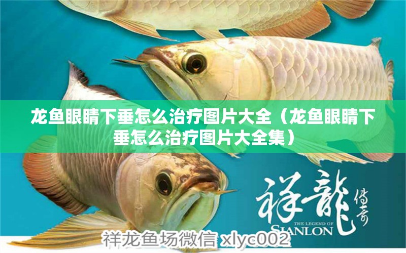 龍魚(yú)眼睛下垂怎么治療圖片大全（龍魚(yú)眼睛下垂怎么治療圖片大全集）