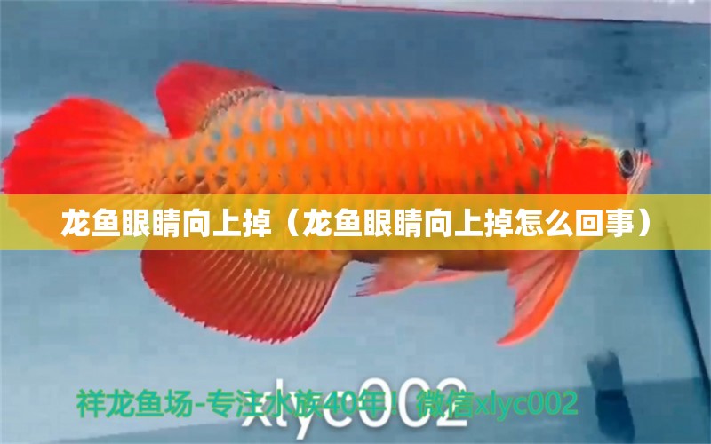 龍魚眼睛向上掉（龍魚眼睛向上掉怎么回事）