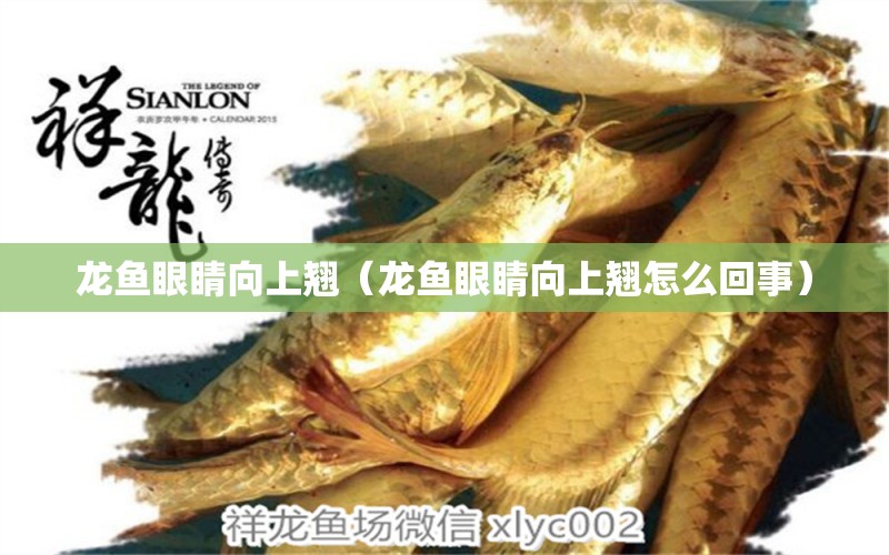 龍魚(yú)眼睛向上翹（龍魚(yú)眼睛向上翹怎么回事） 祥龍進(jìn)口元寶鳳凰魚(yú)