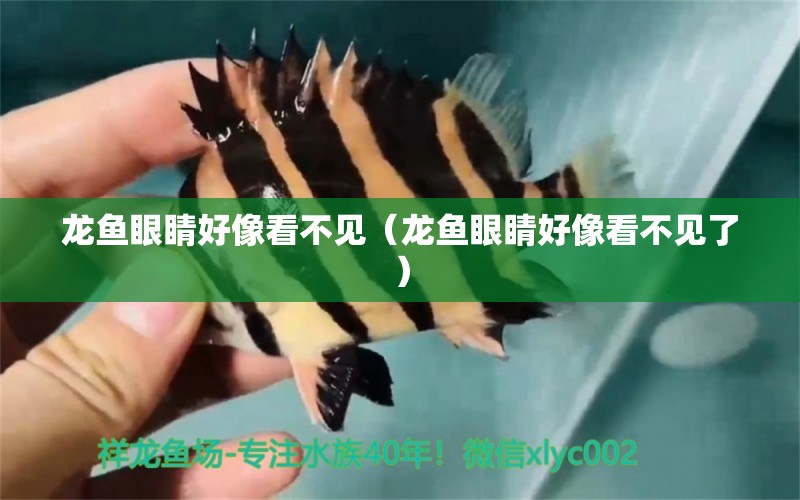 龍魚(yú)眼睛好像看不見(jiàn)（龍魚(yú)眼睛好像看不見(jiàn)了） 廣州龍魚(yú)批發(fā)市場(chǎng)