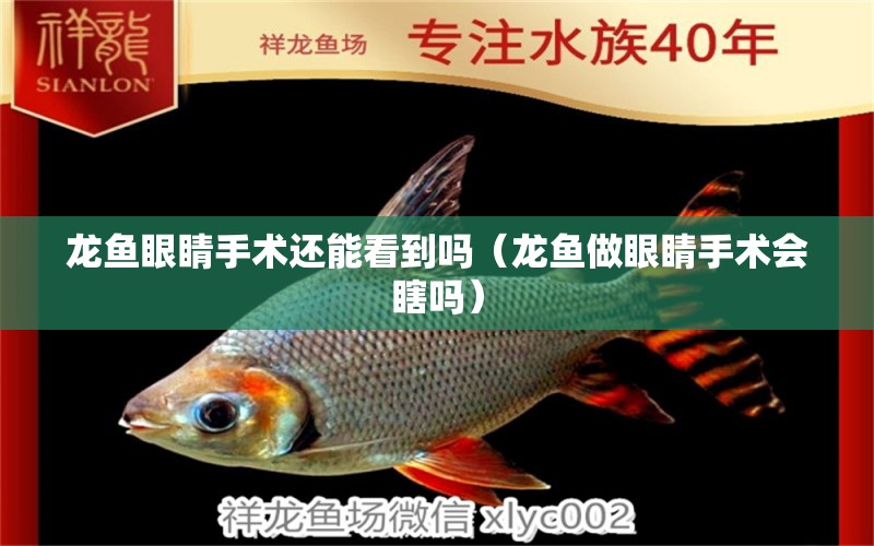 龍魚眼睛手術(shù)還能看到嗎（龍魚做眼睛手術(shù)會瞎嗎）