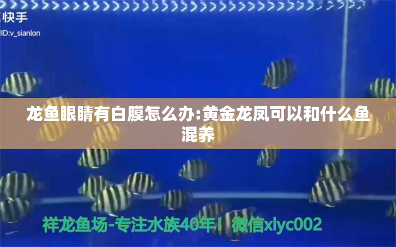 龍魚眼睛有白膜怎么辦:黃金龍鳳可以和什么魚混養(yǎng)