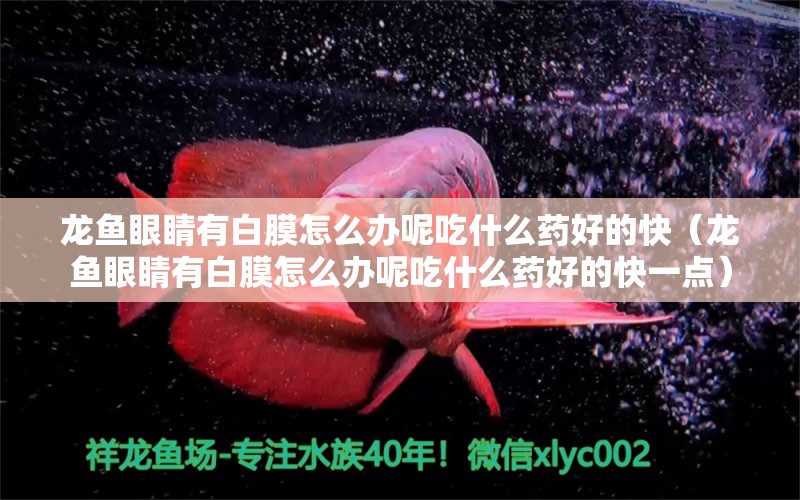 龍魚眼睛有白膜怎么辦呢吃什么藥好的快（龍魚眼睛有白膜怎么辦呢吃什么藥好的快一點(diǎn)） 錦鯉池魚池建設(shè)