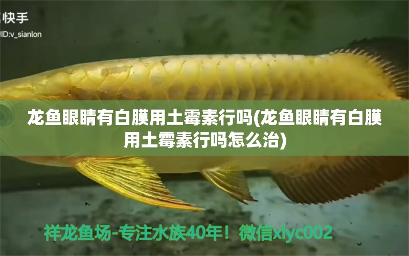 龍魚眼睛有白膜用土霉素行嗎(龍魚眼睛有白膜用土霉素行嗎怎么治) 白化火箭魚