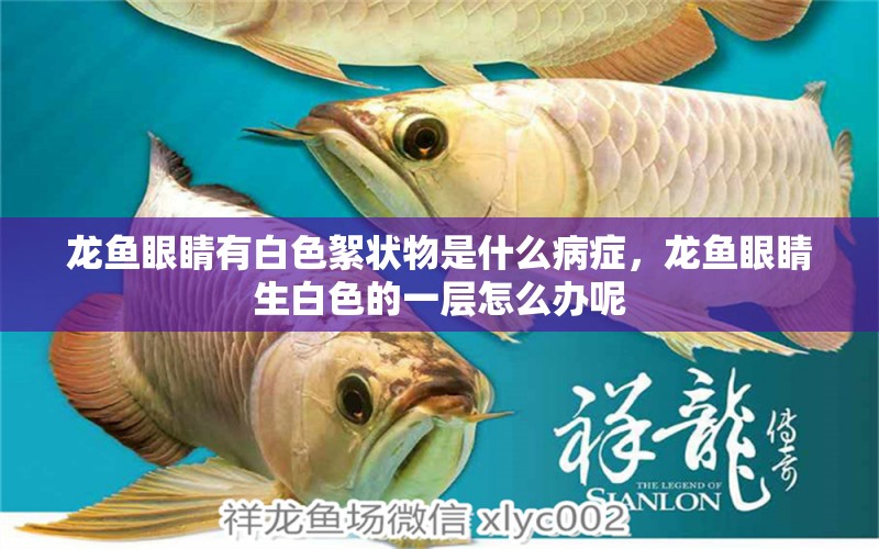 龍魚眼睛有白色絮狀物是什么病癥，龍魚眼睛生白色的一層怎么辦呢