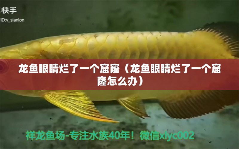 龍魚眼睛爛了一個窟窿（龍魚眼睛爛了一個窟窿怎么辦） 祥龍水族醫(yī)院