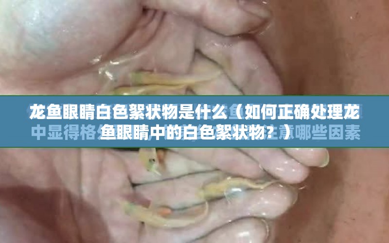 龍魚眼睛白色絮狀物是什么（如何正確處理龍魚眼睛中的白色絮狀物？） 水族問答 第1張