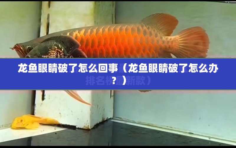 龍魚眼睛破了怎么回事（龍魚眼睛破了怎么辦？） 水族問答 第1張