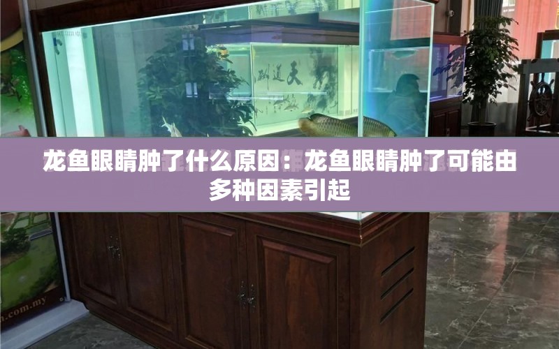 龍魚眼睛腫了什么原因：龍魚眼睛腫了可能由多種因素引起 水族問答 第1張