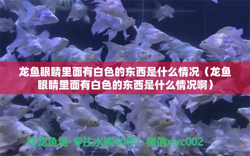 龍魚眼睛里面有白色的東西是什么情況（龍魚眼睛里面有白色的東西是什么情況?。? title=