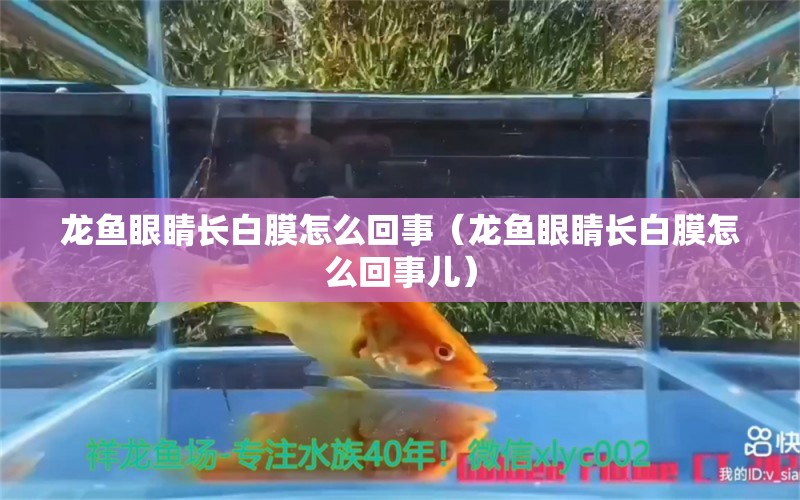 龍魚眼睛長白膜怎么回事（龍魚眼睛長白膜怎么回事兒） 紅眼黃化幽靈火箭魚|皇家火箭魚