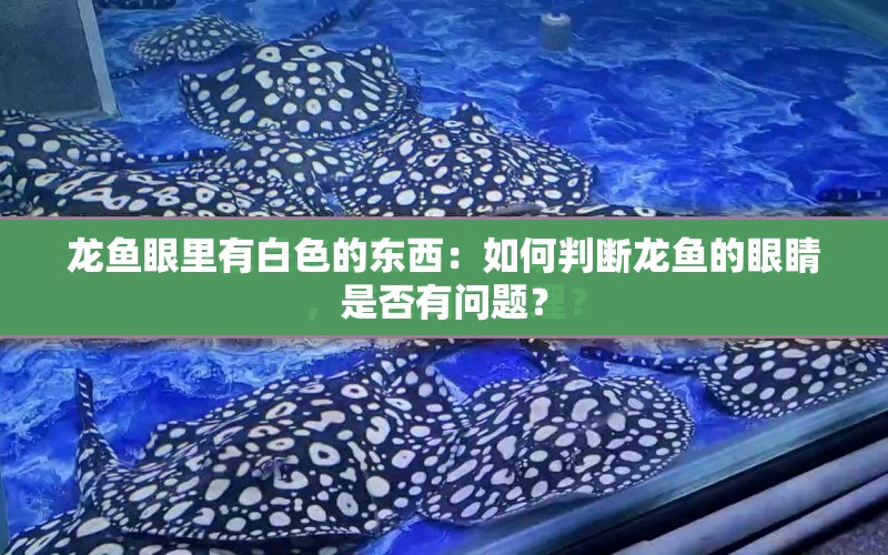 龍魚眼里有白色的東西：如何判斷龍魚的眼睛是否有問題？ 水族問答