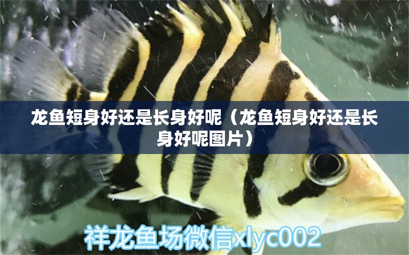 龍魚(yú)短身好還是長(zhǎng)身好呢（龍魚(yú)短身好還是長(zhǎng)身好呢圖片）