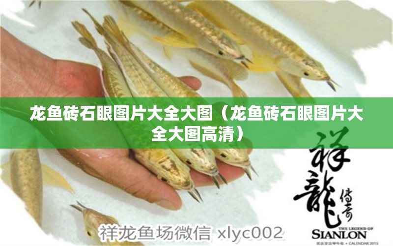 龍魚磚石眼圖片大全大圖（龍魚磚石眼圖片大全大圖高清） 廣州龍魚批發(fā)市場