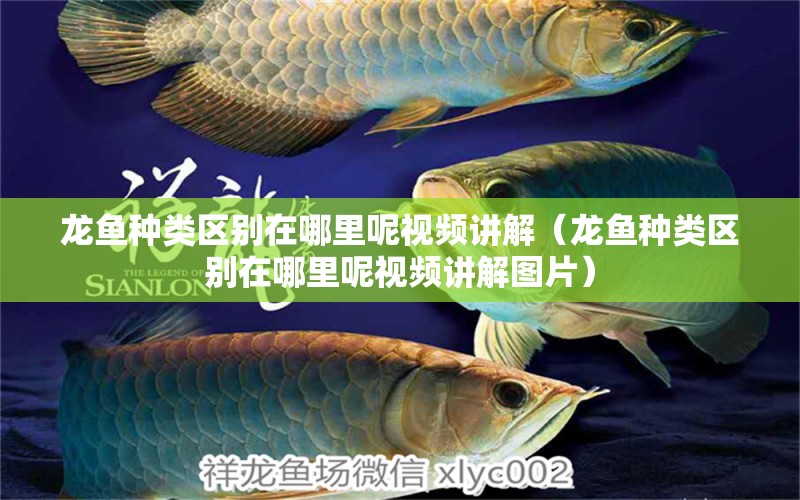 龍魚種類區(qū)別在哪里呢視頻講解（龍魚種類區(qū)別在哪里呢視頻講解圖片） 龍魚疾病與治療