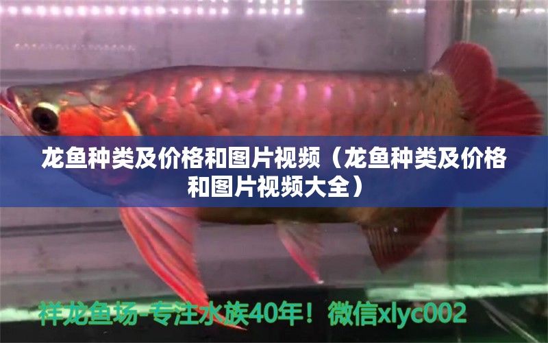 龍魚種類及價格和圖片視頻（龍魚種類及價格和圖片視頻大全）