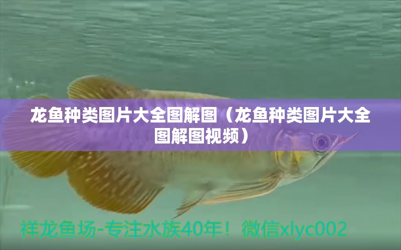 龍魚種類圖片大全圖解圖（龍魚種類圖片大全圖解圖視頻） 龍魚疾病與治療