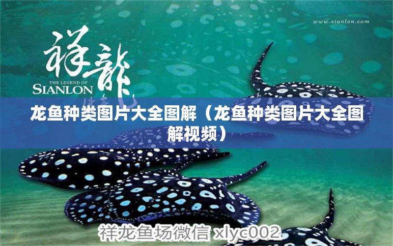 龍魚種類圖片大全圖解（龍魚種類圖片大全圖解視頻） 龍魚疾病與治療