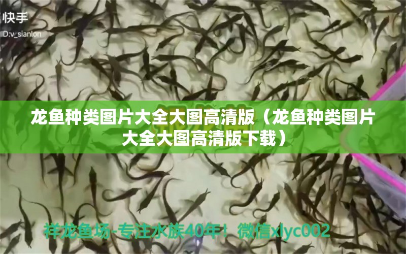 龍魚種類圖片大全大圖高清版（龍魚種類圖片大全大圖高清版下載）