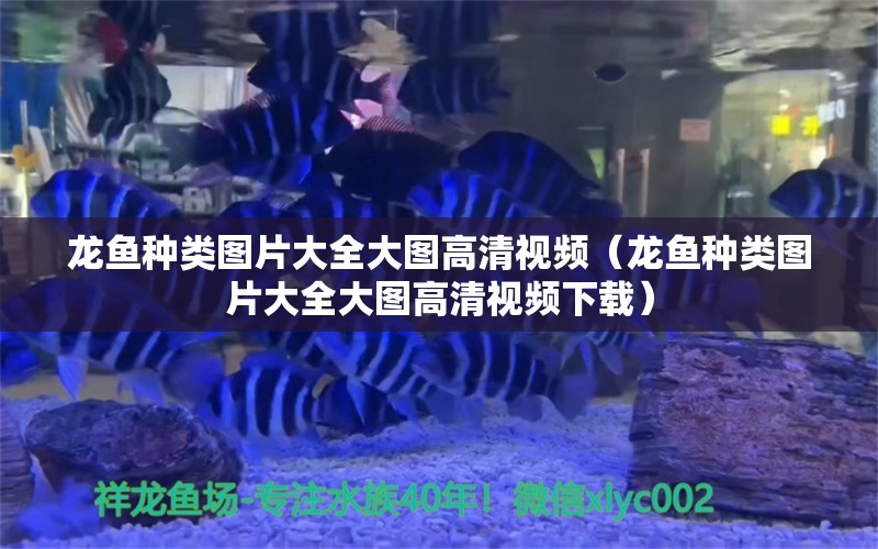 龍魚種類圖片大全大圖高清視頻（龍魚種類圖片大全大圖高清視頻下載） 龍魚疾病與治療