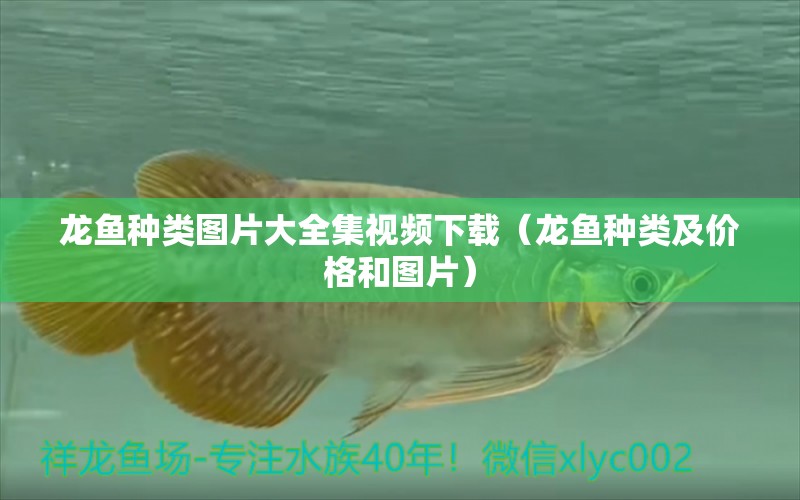 龍魚種類圖片大全集視頻下載（龍魚種類及價格和圖片） 龍魚疾病與治療