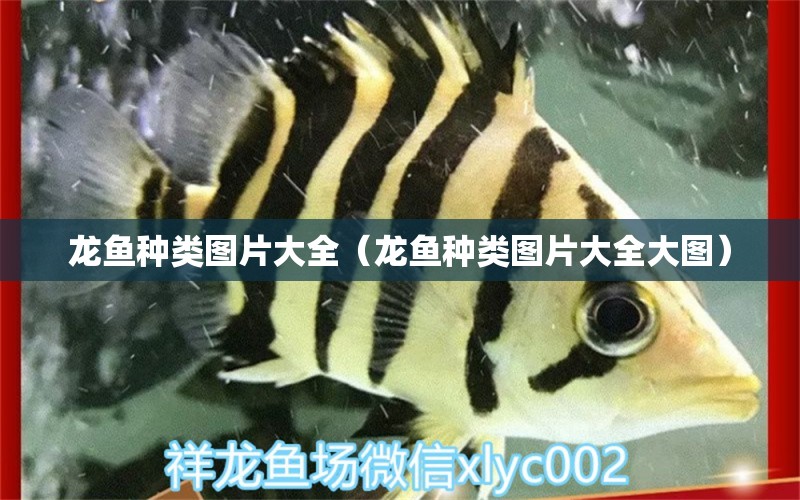 龍魚種類圖片大全（龍魚種類圖片大全大圖） 祥龍水族醫(yī)院