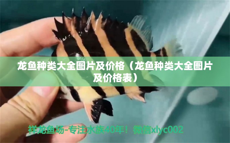 龍魚種類大全圖片及價格（龍魚種類大全圖片及價格表） 龍魚疾病與治療