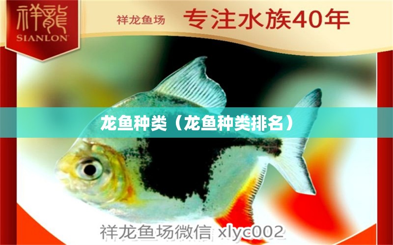 龍魚種類（龍魚種類排名）